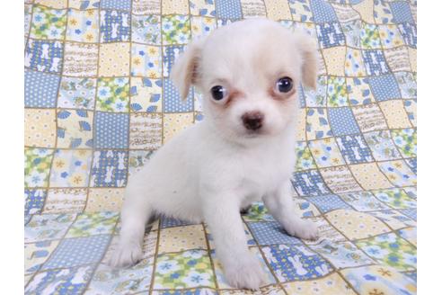 成約済の千葉県のチワワ(ロングコート)-98486の11枚目